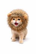 Lion Mane Cat Wig